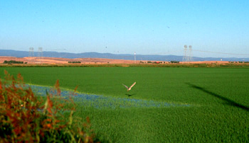 Rice fields (north of Sacramento, California)