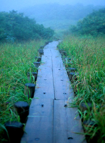 Planked trail, near Yudonosan