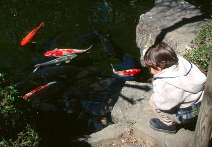 Fish pond at Odawara Shrine