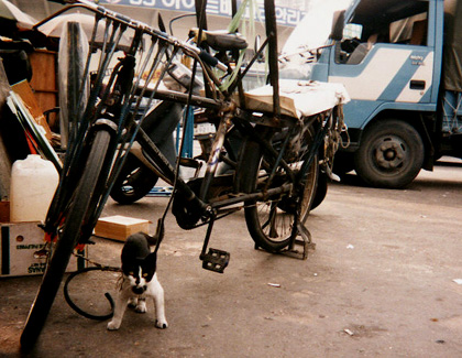 Cat tied to bicycle.