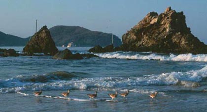 Shorebirds, Playa La Ropa, Zihuatanejo