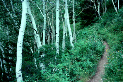 Aspen trees near the trail head.